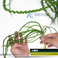 在飛比找蝦皮購物優惠-【AC草影】小噴泉（成株）【一株】陰性水草 水生植物 真水草