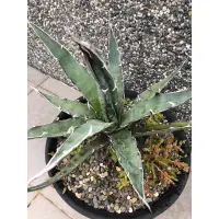 在飛比找蝦皮購物優惠-龍舌蘭 agave 木刺龍