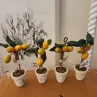 RARE NEW S/4 Pottery Barn Lemon Tree Placecard Holders