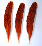 3 Pcs PEACOCK QUILLS 10"-14" Dyed ORANGE Feathers; Costume/Bridal/Halloween