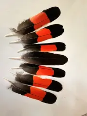 Salmon Fly Tying Feather - Male Bankksian Cockatoo