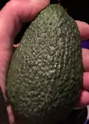 Fresh Hass Avocados (Pack of 10)The actual fruit