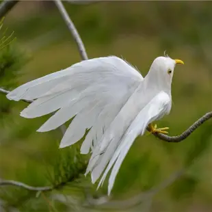 好品質仿真羽毛小鳥家居擺件園林裝飾彩色鳳凰泡沫假鳥動物模型拍攝道具