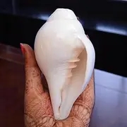 Original Blowing Shankh (VAMAVARTI BAJNEWALA) Conch Shells 5"inch - Loud & Big Vamavarti Dattatreya Blowing Shankh (White) | Genuine Shankha For Puja Ritual Shankhnaad Plain Pooja Shankh