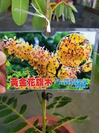 在飛比找Yahoo!奇摩拍賣優惠-╭＊田尾玫瑰園＊╯樹苗-(黃金花旗木)高40cm2000元