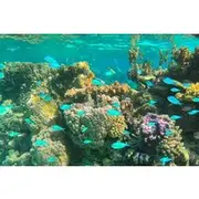 Save 15.00%! Half day lagoon safari tour in Bora Bora- Shared tour