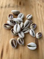 Dilogun Mano 21 Caracoles Abiertos Cowries Shell Open Santeria Ifa Yoruba Relig