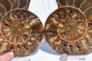 Large Ammonite Pair Great Crystal Cavity 110myo Fossil 180mm XXL 7.2" 2719bb