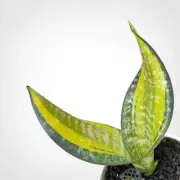 Sansevieria Trifasciata Pulsar Rare Uniqe Snake Plant