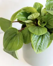 Peperomia Rana Verde - Green Pot