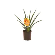 140mm Kangaroo Paw Frosty Red - Anigozanthos