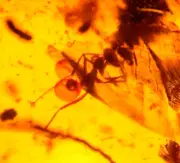 2 Cretaceous Ants with Club Fungi Millipede in Burmite Amber Fossil Dinosaur Age