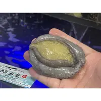 在飛比找蝦皮購物優惠-【禧福水產】獨家進口活體南非活鮑魚/真鮑魚◇$特價199元/