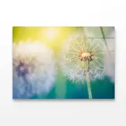 Closeup of Dandelion Print 100% Australian Made 150 x 100cm (Acrylic)