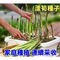 在飛比找蝦皮購物優惠-四季播【蘆筍種子】高產營養蔬菜  綠蘆筍種子  紫蘆筍種子 