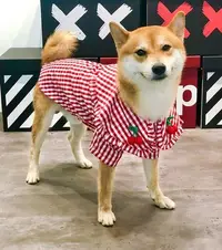 在飛比找Yahoo!奇摩拍賣優惠-櫻桃 紅色格子 狗衣服 狗狗夏季衣服 寵物衣服 柯基 柴犬 