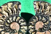 Large Black Ammonite Pair Crystals XXLarge 6.6" 167mm 110myo fossil a3758uu