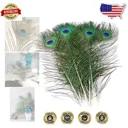 Ethically Sourced Natural Peacock Feathers - 100 Pcs, 16-18 inch Crafting Supply