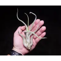 在飛比找蝦皮購物優惠-《柯比植物》空氣鳳梨  女王頭 Tillandsia cap