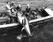 Tuna In The Strait Of Canso, Nova Scotia 1980 Old Fishing Photo