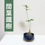 【黑日京植物】闊葉鐵樹植物球含盆 室內植物 辦公室植物