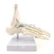 Life Size Foot & Ankle Joint Functional Anatomical Skeleton Teach Model Medical