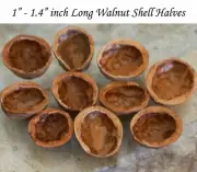 Walnut Shell Halves Different Sizes & Shapes for Ornaments Arts & Crafts Supply