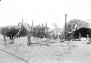 Wal Wal Victoria 1905 - The Rowe Brothers thresher team in operation Old Photo