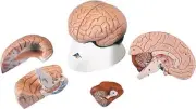 American 3B SCIENTIFIC C16 Brain Model, 4 Part, 14 cm L x 14 W x 17.5 H