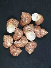 Tapestry Turbo Turban set of 10 petholatus hermit crab 1 1/16 - 1 1/8 opening