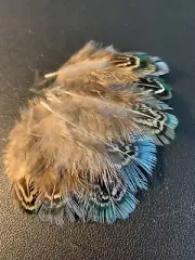 20pcs Natural Green Tipped 5cm Pheasant Plumage Feathers DIY Art Craft Jewellery