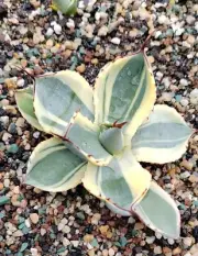 Rare liveSucculent Plant Agave parryi var. truncata WYSIWYG Boutique Garden