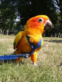 在飛比找樂天市場購物網優惠-遛鳥繩 寵兒新家鸚鵡放飛繩背帶式 外出遛鳥繩/牽引繩/訓練繩