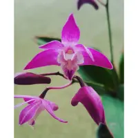 在飛比找蝦皮購物優惠-Dendrobium kingianum澳洲石斛葉藝／很容易