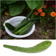 Cucumber - Suyo Long seeds