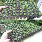 10Pcs 72 Hole Plant Seed Grow Insert Propagation Nursery Seedling Starter Tray