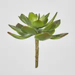 [OneWorld Collection] Aeonium Stem SML
