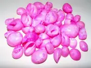 1/2 LB DYED PINK MOON SNAIL SEA SHELLS BEACH DECOR NAUTICAL CRAFT