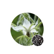 Borage White Flowered - Seed Packet - Organic Seeds - Spring - Summer
