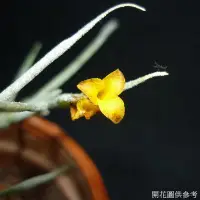 在飛比找Yahoo!奇摩拍賣優惠-空氣鳳梨 克洛卡塔原生變種小叢生【香花】 Tillandsi