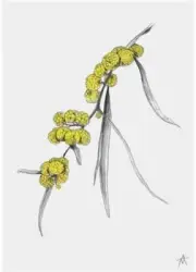 Antony Makhlouf - Wattle POSTER 50x70cm NEW flower art print