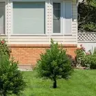 Artificial Cedar Topiary Tree Lifelike for Indoor/Outdoor Porch Planters