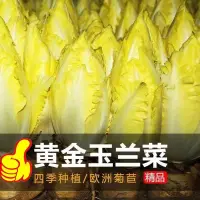 在飛比找蝦皮購物優惠-金玉蘭菜種子一年四季多年生軟化菊苣種子籽陽臺盆栽白玉蘭菜種籽