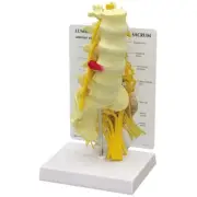 Lumbar Vertebrae Column Sacrum GPI Model LFA #1700. Make Us an Offer! SEE VIDEO