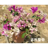 在飛比找蝦皮購物優惠-九重葛❤️末代皇帝🫅