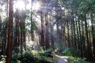 【百年經典森林小火車~限時加贈阿里山遊園車】阿里山二日|奮起湖&阿里山+日出觀景+森林小火車|嘉義出發