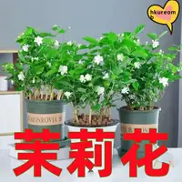 在飛比找蝦皮購物優惠-🍓台灣💋四季可種 茉莉花種子大全 四季種子 茉莉花種子 銀絲