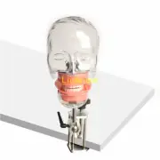 Dental Phantom Head Model Simulator Nissin Manikin