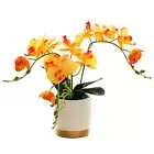 Elegant Phalaenopsis Bonsai for Displaying on Coffee Tables and Dining Tables