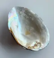 Natural Rainbow Iridescent Freshwater Clam Shell Polk County Texas - 3.5"